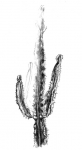 20_cactus.jpg