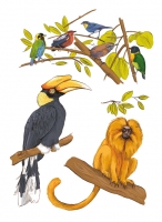 25_tamarincalaooiseaux.jpg